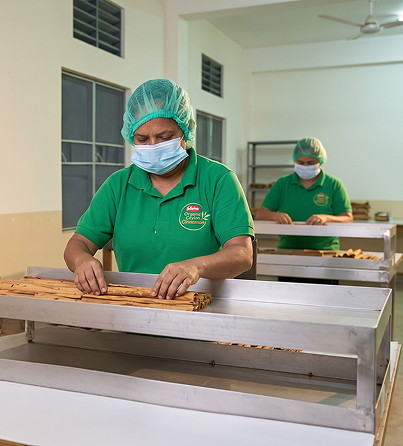 Organic Cinnamon Cultivation
