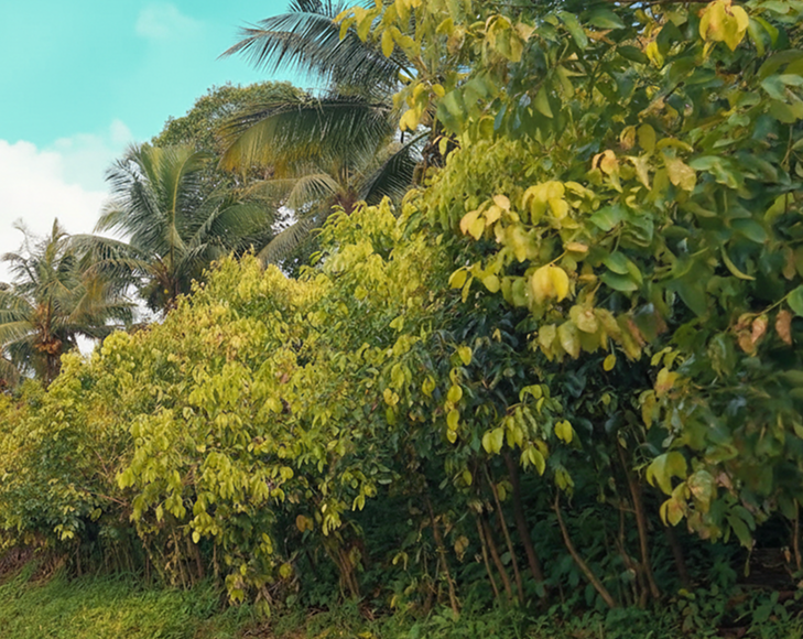 Organic Cinnamon Farming