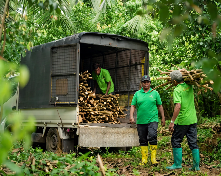 Organic Cinnamon Farming