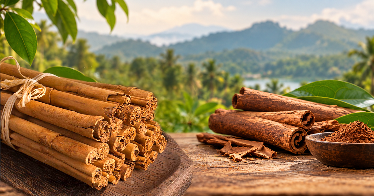 Why Ceylon Cinnamon is the most Unique type of Cinnamon?